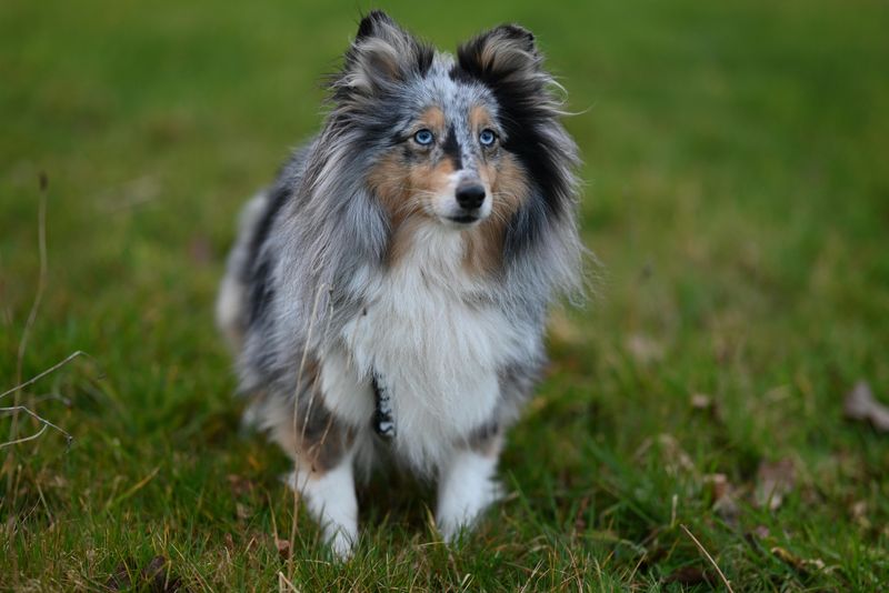 Shetland Sheepdog