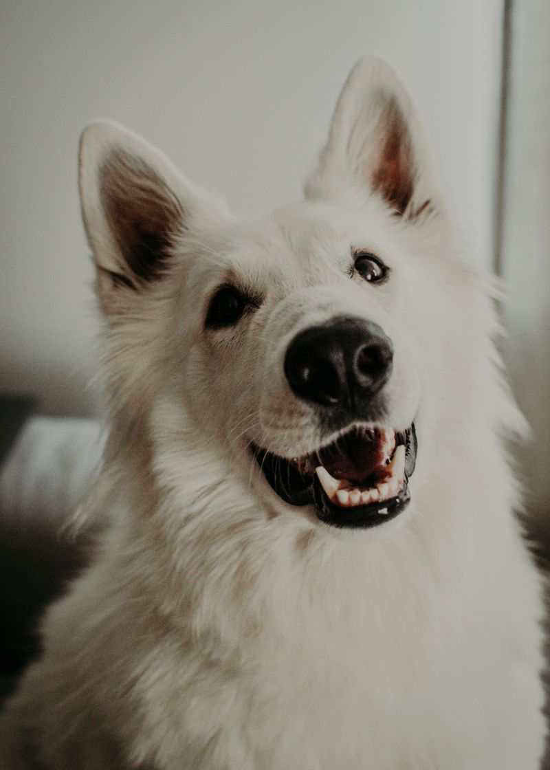 White Swiss Shepherd