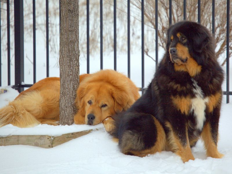 14 dogs that seem happiest when temperatures drop 13 Tibetan Mastiff