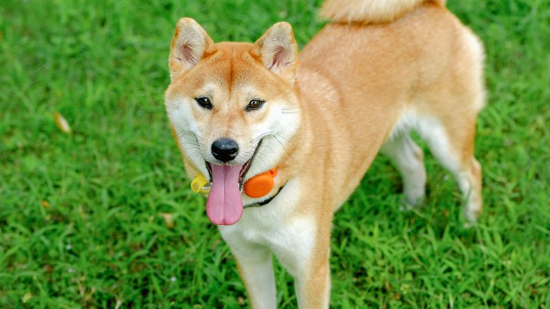 Long-lived dog breeds really do exist, and these 11 often reach 15 or older 12 Shiba Inu