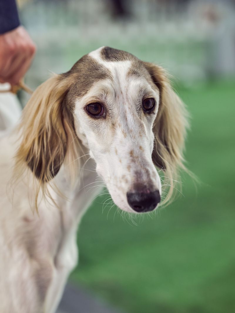 Some dogs make every emotion obvious - Others can leave even experienced owners guessing 12 Saluki