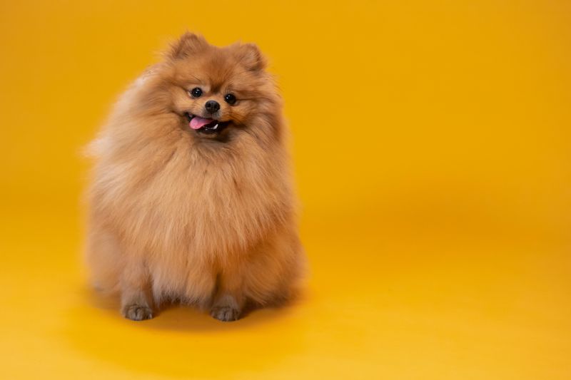 People Say “Small Dogs Are Easier” - These 10 Breeds Prove That’s Not Always True 7 Pomeranian