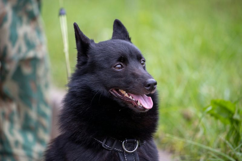 Schipperke