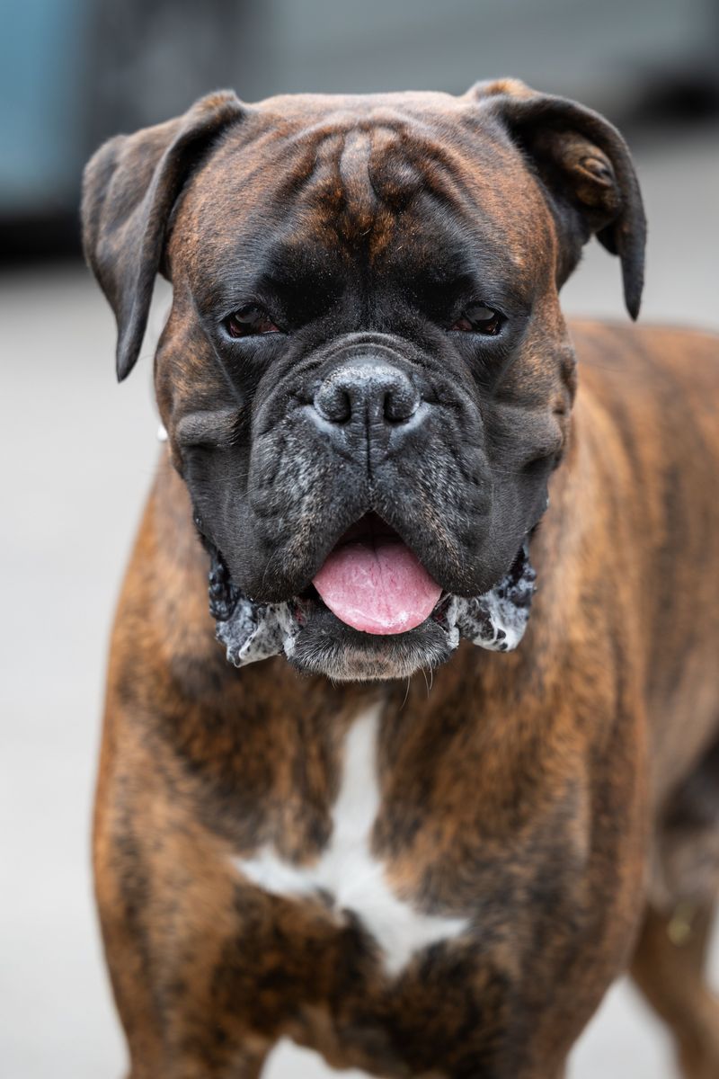 These dog breeds often stay level-headed no matter what's happening around them 6 Boxer