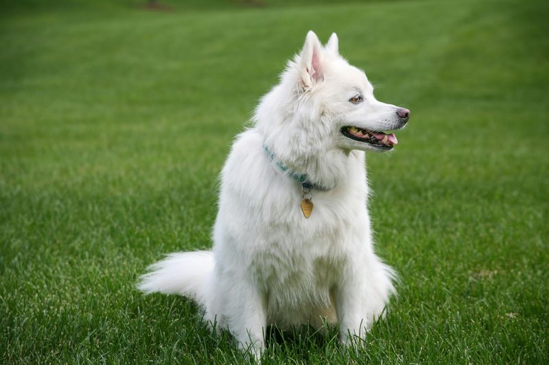 American Eskimo Dog