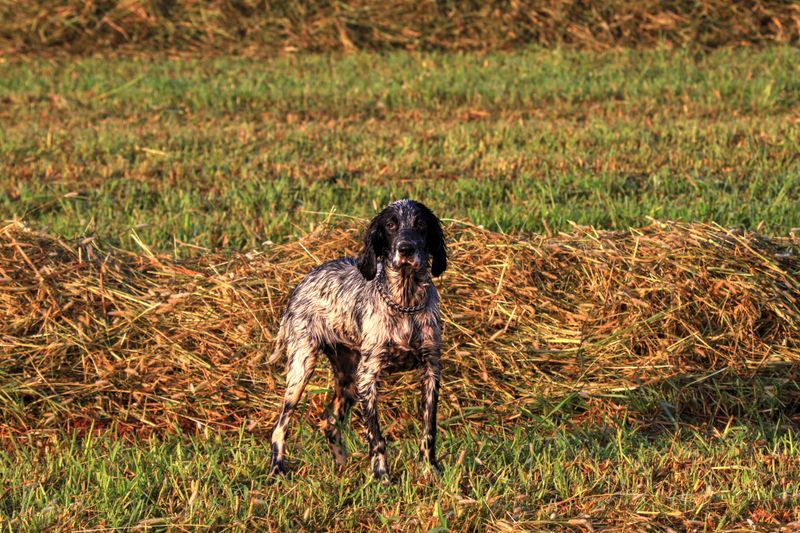Calm beside your leg, different once released – these 11 dog breeds can surprise owners 9 English Setter - feathered grace in motion