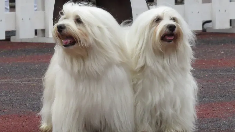 Havanese