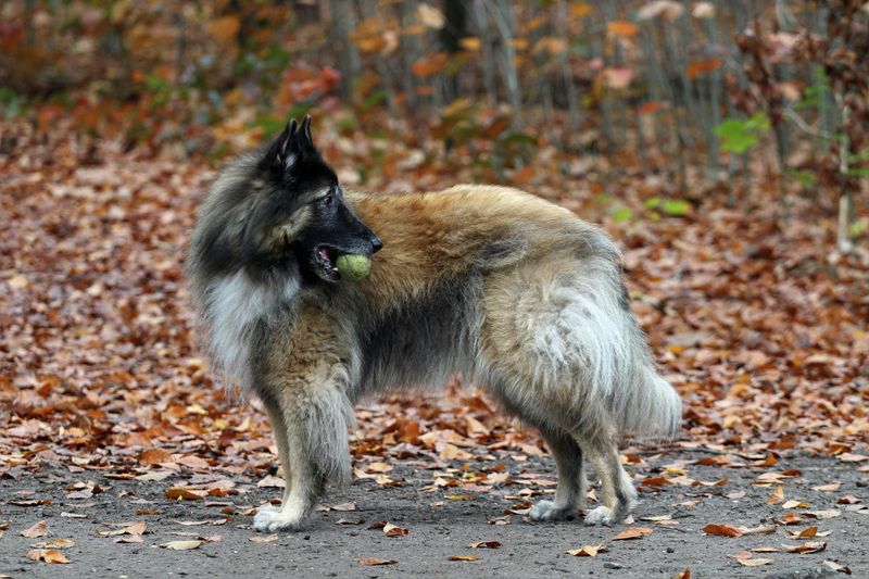 Dogs With “Built-In Style” - 10 Breeds That Look Like They Came With a Signature Design 8 Belgian Tervuren