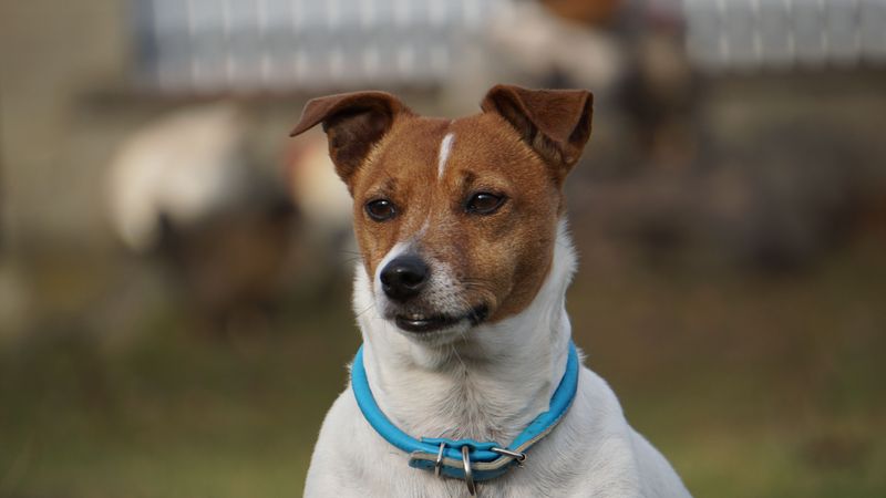 11 dog breeds that demand more than most owners are prepared to give – plus 3 that surprise everyone 6 Jack Russell Terrier