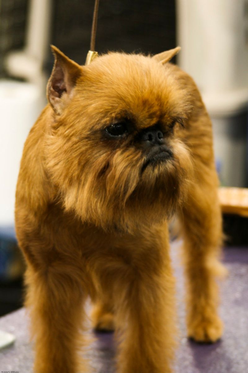 Some dogs turn heads - these unusual breeds make strangers ask what exactly they're looking at 9 Brussels Griffon