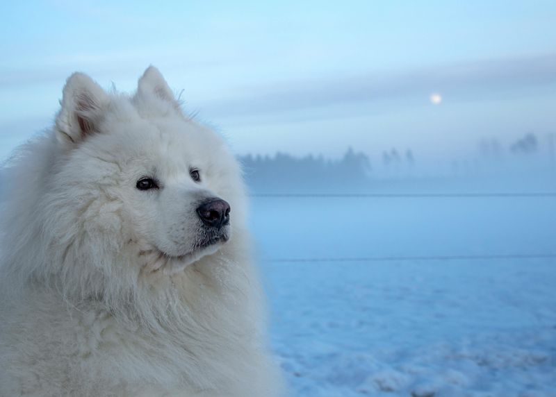 Samoyed