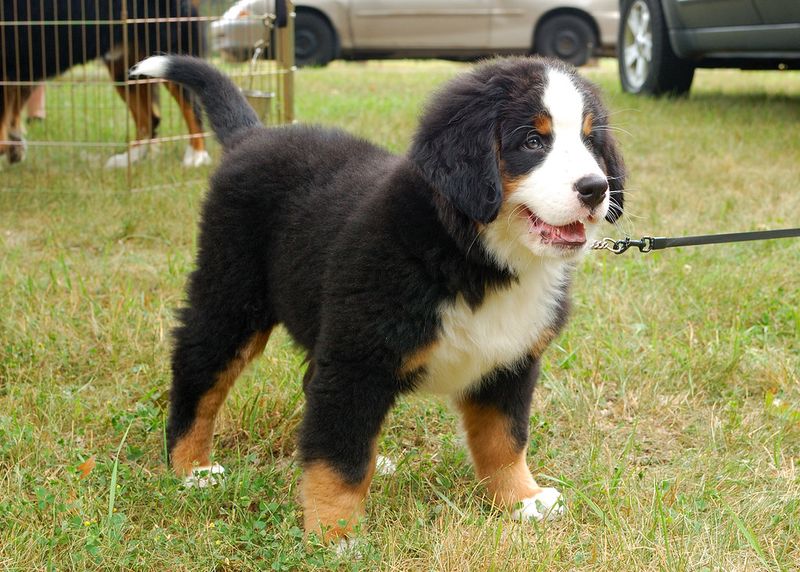 Some dogs mature emotionally just like people - These 15 prove it 5 Bernese Mountain Dog