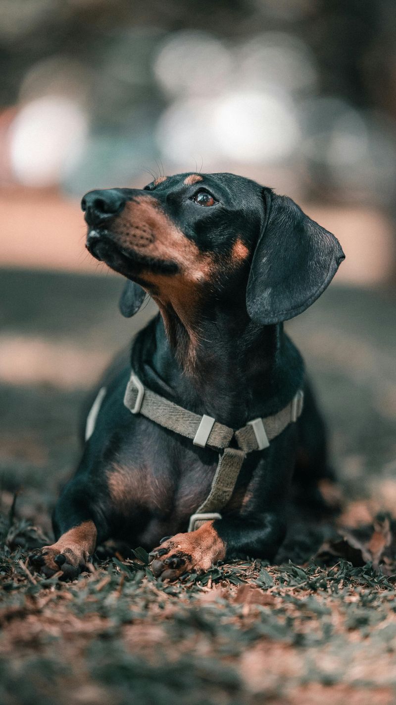14 popular dog breeds that prove beauty alone is never enough plus 2 breeds that prove character matters more than appearance 13 Dachshund