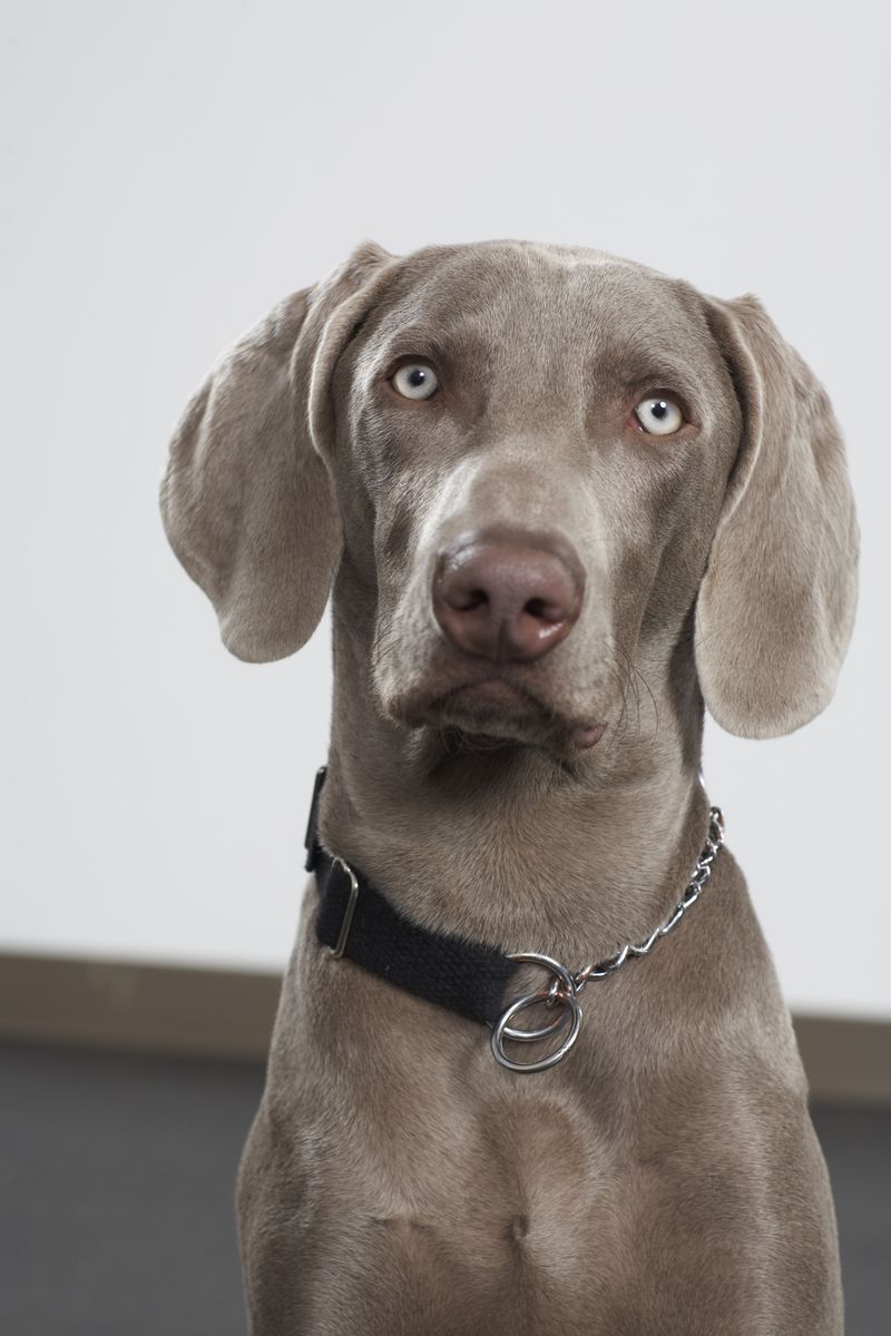 Everyone in the house may love them - these dog breeds can still make their favorite person painfully obvious 10 Weimaraner