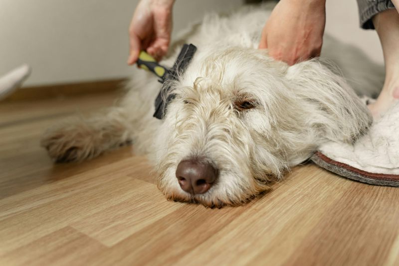 Staying relaxed during grooming
