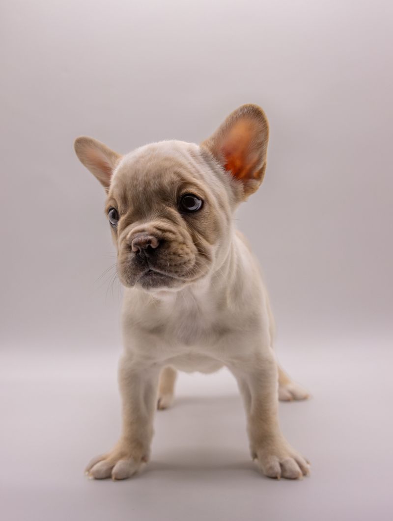 10 dogs that turn bedtime into comedy - plus 3 that treat owners like employees 2 French Bulldog