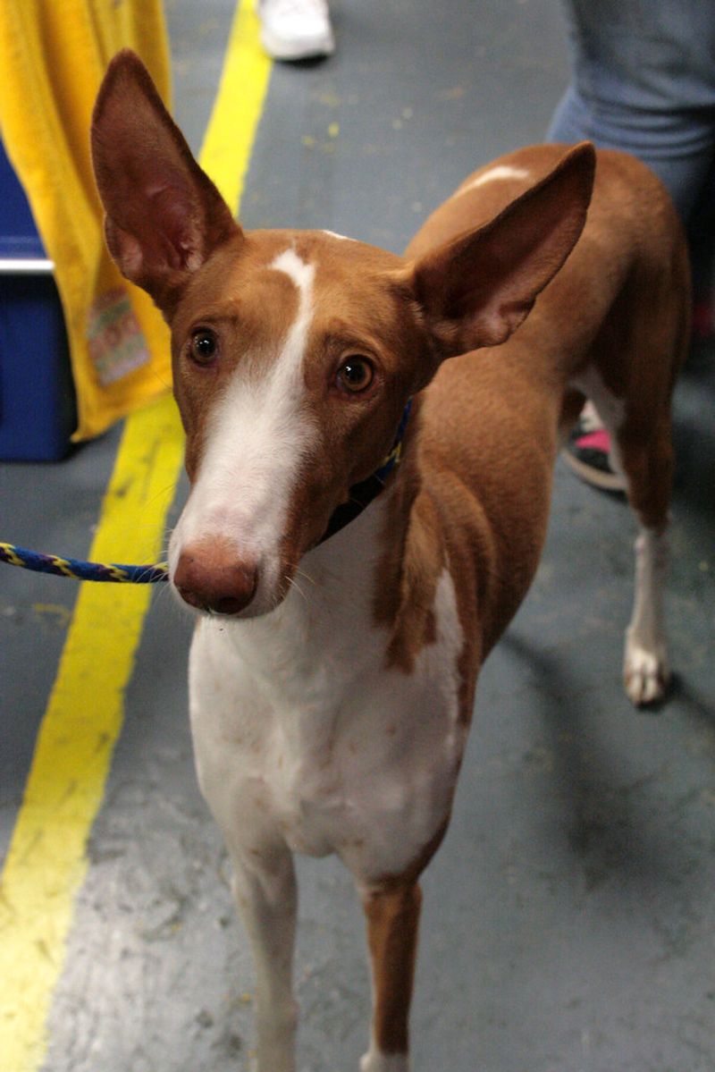 13 dogs that flourish in warm weather - and 3 that adapt better than most people expect 12 Ibizan Hound