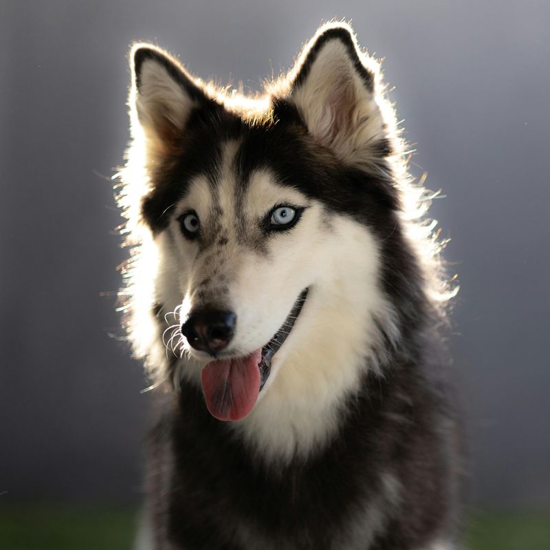 Siberian Husky