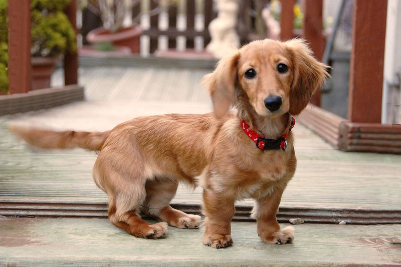 Bring one of these dog breeds home and being loved may become the least subtle part of your day 13 Dachshund