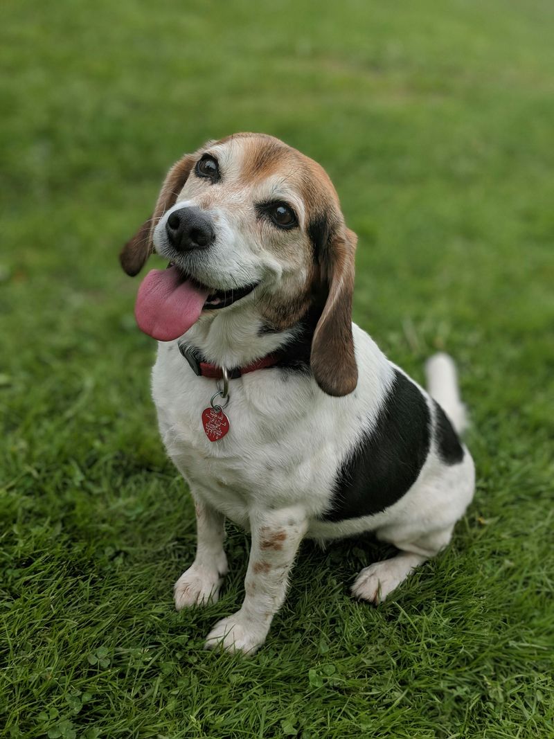 Beagle