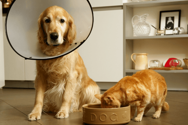 Neutering/spaying affects behavior