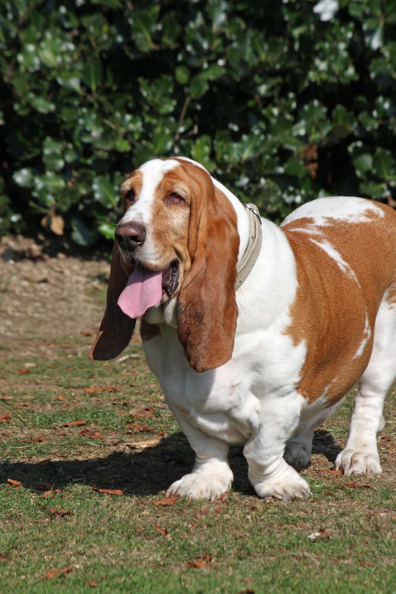 These once-familiar dog breeds have slipped from the spotlight without losing their devoted fans 9 Basset Hound