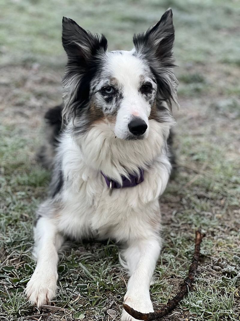 The most fashionable dog in your neighborhood could also be one of the easiest choices to regret 5 Border Collie