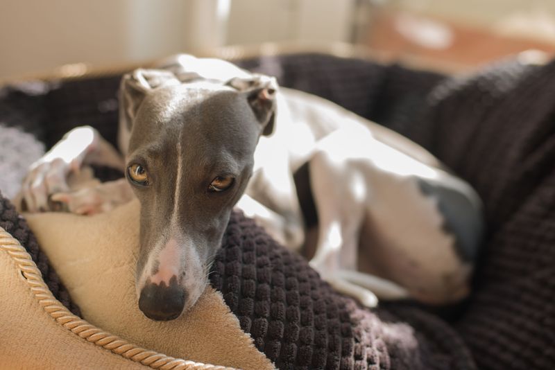 These 12 dog breeds would rather spend one perfect afternoon with you than meet a hundred new people 8 Italian Greyhound