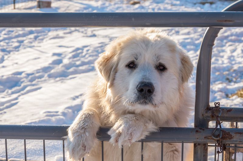 Great Pyrenees