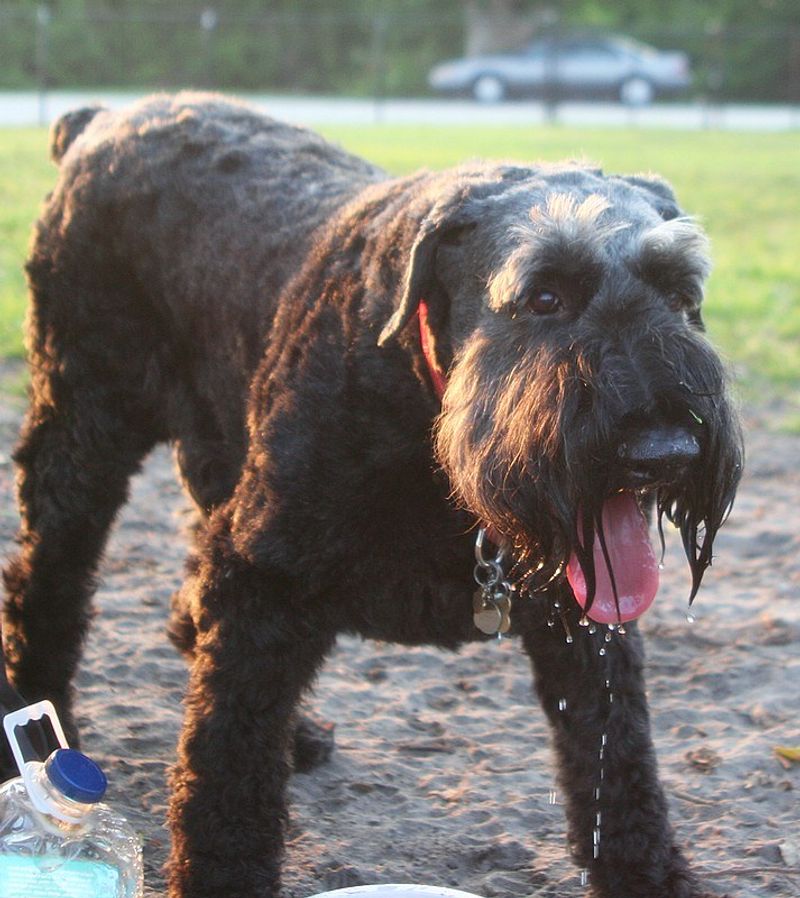 Giant Schnauzer