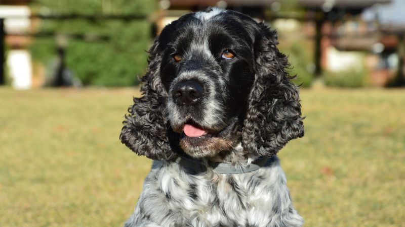 English Cocker Spaniel