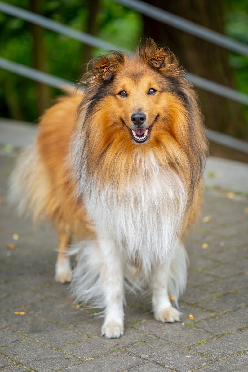 14 dog breeds that form such intense bonds they struggle when you're not around, plus 5 more that hate being left alone 14 Shetland Sheepdog