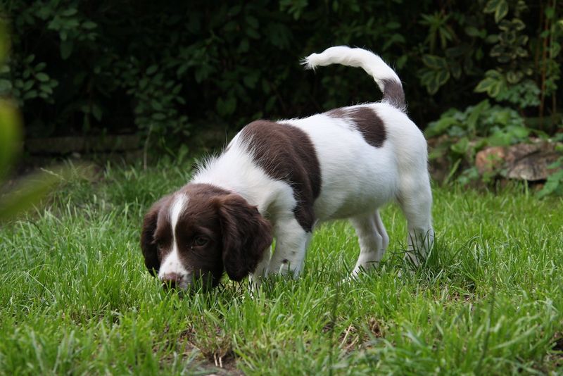 Call them old-fashioned if you want - Owners of these breeds rarely seem eager to switch 8 English Springer Spaniel