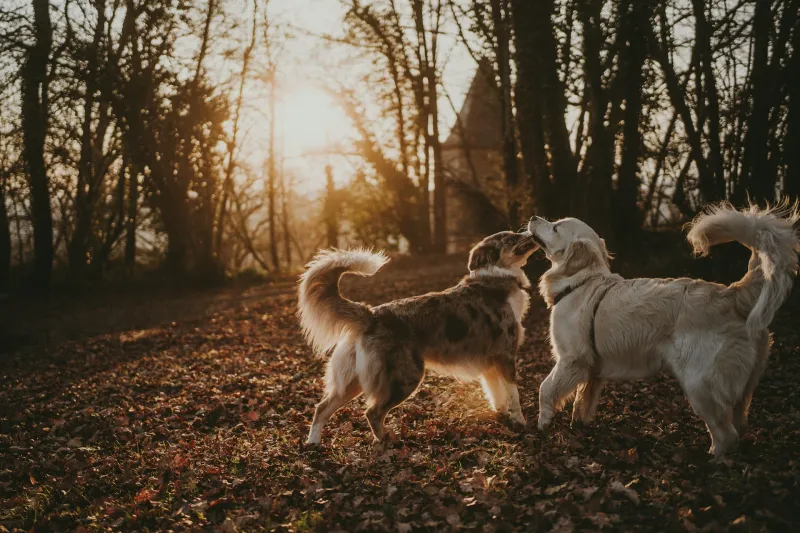 A wagging tail always means a happy dog.