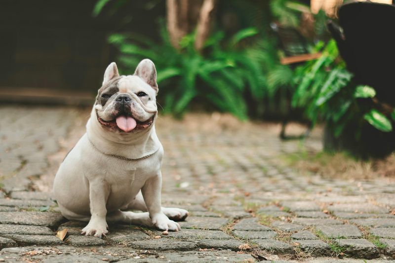French Bulldog