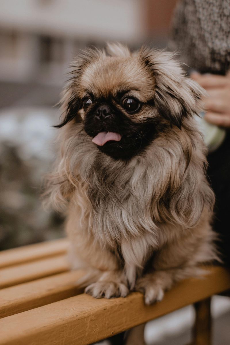 Soft, Plush, and Impossible to Ignore - 18 Dog Breeds That Instantly Draw Attention 14 Pekingese