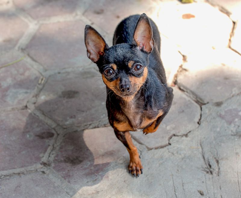 Chihuahua + Miniature Pinscher
