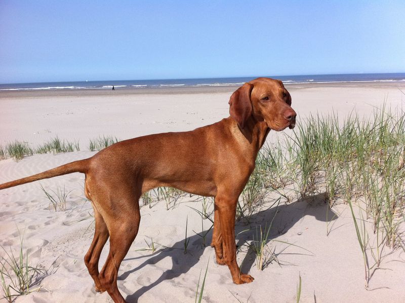 10 short-haired dogs that can save you brushing time - then quietly add maintenance somewhere else 9 Rhodesian Ridgeback