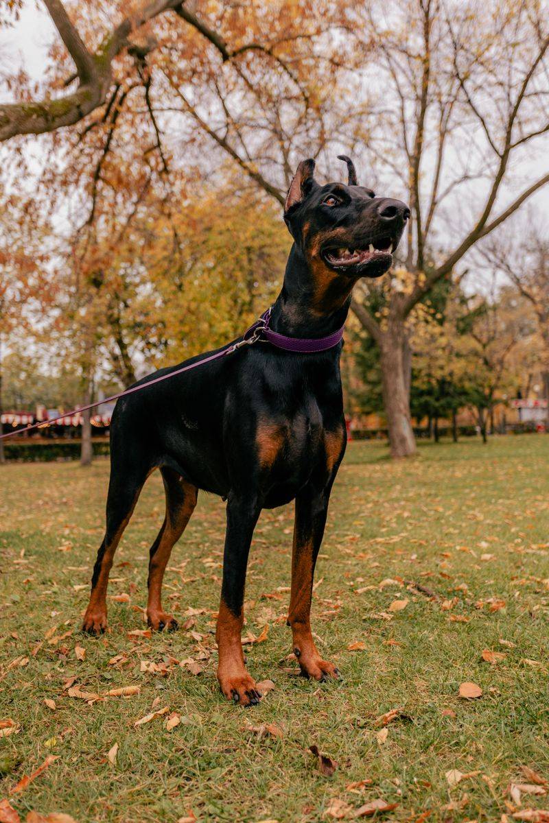 10 dogs that look intimidating from a distance - plus 2 gentle giants with equally loving personalities 3 Doberman Pinscher