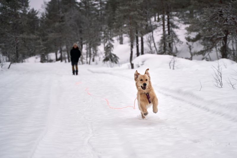 Safer Habit: Use a Long Training Line