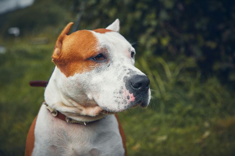 American Staffordshire Terrier