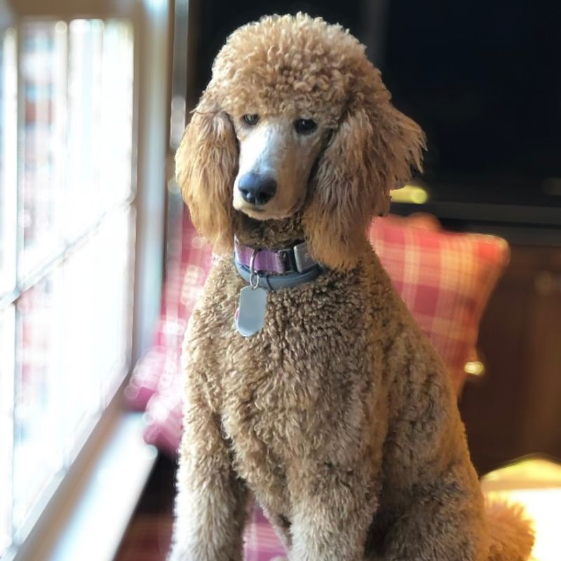 Not ready to spend retirement on the sofa? These dogs may happily keep moving with you 9 Poodle