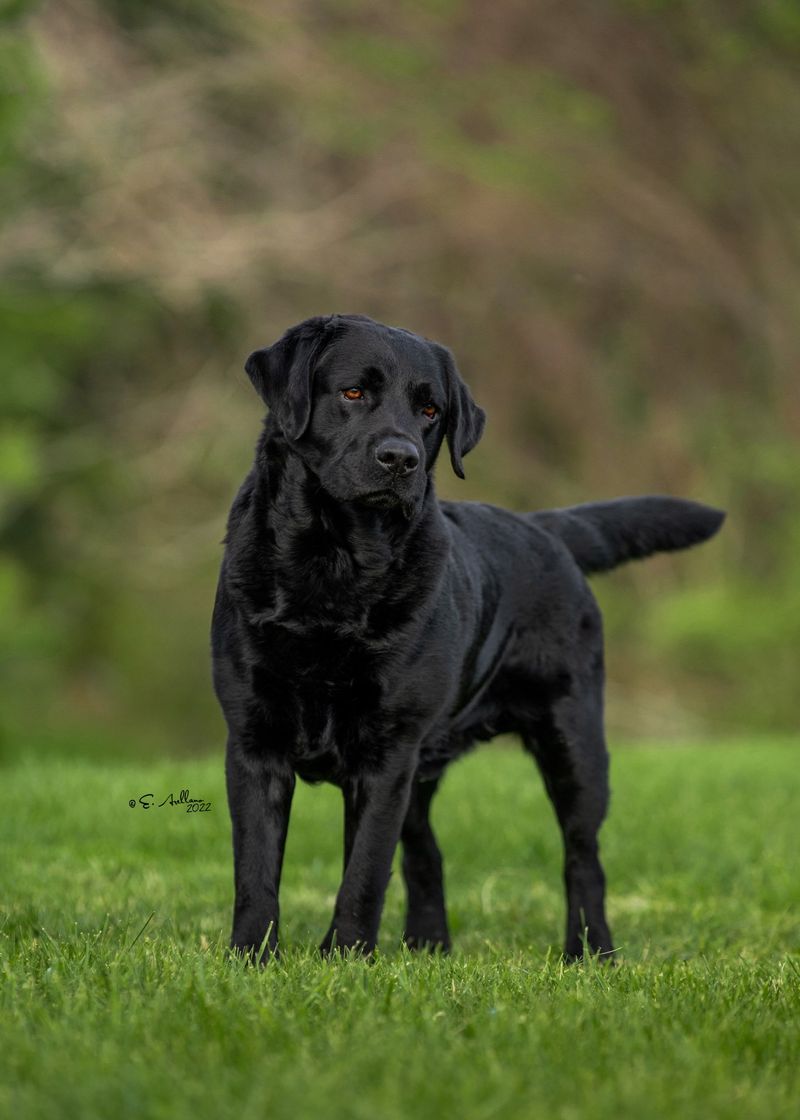 Male or female? These 11 differences may matter more than most adopters realize 5 Females can be more independent in some breeds