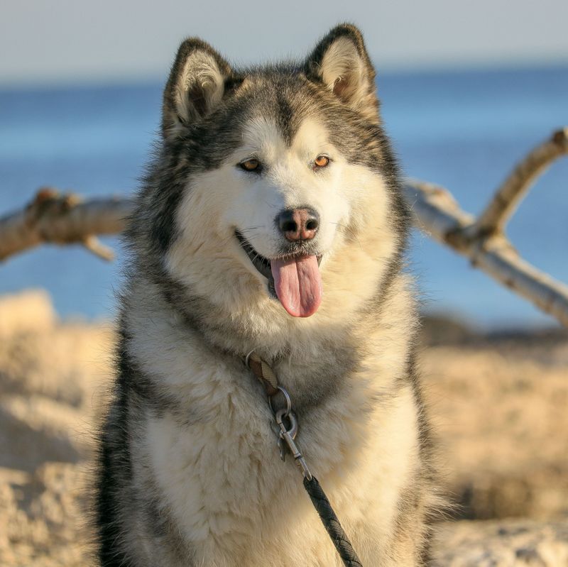 The biggest off-leash mistake owners make often involves these dog breeds 7 Alaskan Malamute