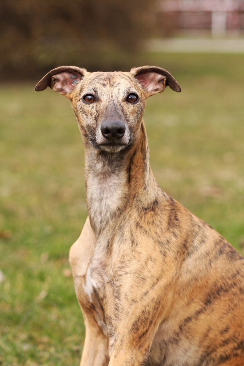 Keeping their cool comes naturally to these emotionally balanced companions 12 Greyhound