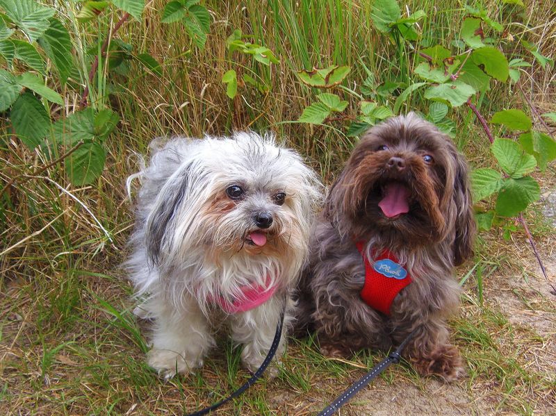 15 dog breeds drawing fresh attention from people tired of seeing the same top picks 8 Russian Tsvetnaya Bolonka