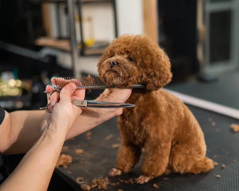 Relaxes during handling and grooming