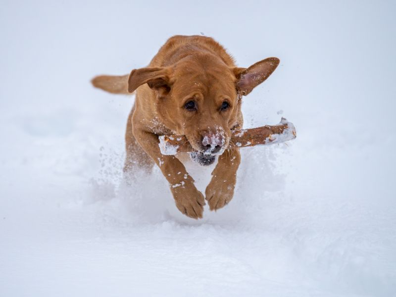10 dog breeds that care more about daily activity than yard size - plus 3 surprisingly adaptable companions 9 Labrador Retriever
