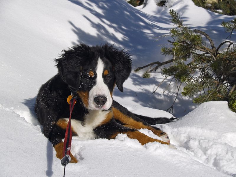 14 dogs that seem happiest when temperatures drop 5 Bernese Mountain Dog