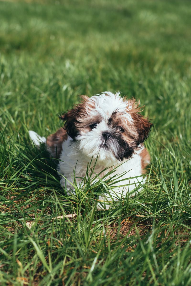 12 dog breeds that look like professional couch potatoes - Until you give them something to figure out 11 Shih Tzu